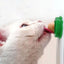 Healthy Cat Mint Ball Nutritious Candy Solid Sticky Wall Digestion Cat Snacks Pet Teeth Cleaning Anti-Bite Snacks Licking Candy