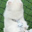 Cartoon Nylon Pet Dog Collar Accessories Anti Break Cat Small Puppy H-Shaped Harness Leash Set Travel Chihuahua Pet Accessories