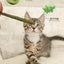 6pcs Natural Matatabi Cat Stick Mint Caught Bite Excited Rods Silvervine For Cat Teeth Cleaning Treating Pet Supply Cat Toys
