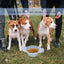 Dog Bowl Pet Collapsible Bowls Silicone Portable Foldable 600ml Dog Feeder Dog Dispenser Water Or Food Pet Feeding Watering Dish