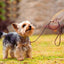 Slip Dog Leash Soft Thin Handmade Genuine Leather Pet Puppy Dog Chain Collar Leash Slip for Small Medium Dogs Training & Walking