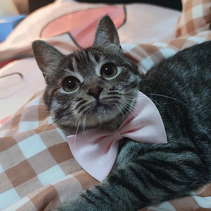 50pcs Mix Color Bow Ties Bowknot for Dogs Cat Grooming Accessories Small Animal Children Adjustable Bowtie Pet Product Wholesale