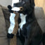 Funny Simulated Animal No Stuffing Dog Toy with Squeakers Durable Stuffingless Plush Squeaky Dog Chew Toy Crinkle Pet Squeak Toy