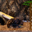 Reptile Carpet Natural Coconut Fiber Coir Mat Pets Terrarium Substrate Liner Flooring Supplies for Lizard Snake Bunny Tortoise