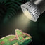 Reptile UVA + UVB Full Spectrum Turtle Basking Platform Sun Lamp Sunbathe Heat Lamp for Lizard Amphibians 5.0 10.0 Reptile Light