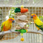 Bird Chew Toys Parrot Teething Toy Cuttlefish Bone Chewing Toys Braided Carrots Molar Stone Cultivate Foraging Instincts Molar