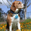 Dog Walking Light 4 Modes Color Changing Dog Lights Light Up Dog Collars LED Dog Light Pet Collars For Night Walking LED Light