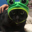 Cute Pet Hat Small Dog Cat Hat Easter Bunny Hat Crab Lobster Frog Cap Pet Party Costume Accessories Headwear for Cat Kitten Pug