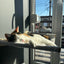 Wall Mounted Cat Perch Corner Platform With Felt Easy-to-Clean Cat Hammock Suit Cat Climbing Rope to Make Kitten Exercise Indoor