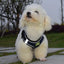 Reflective Pet Harness And Leash Set For Dog & Cat, No Pull Dog Vest Harness With Breathable Mesh