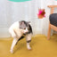 Interactive Cat Toys Funny Feather Teaser Stick with Bell Pets Collar Kitten Playing Teaser Wand Training Toys for Cats Supplies