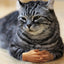 Mini Hand Toy 10 Pairs Tiny Toys Finger Funny Shape Mini Finger Puppets For Taking Photos Massaging Cats Cat Cosplay