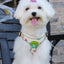 Outdoor Puppy Dog Walking Harness and Leash Set for Small Dogs Reflective Pet Harnesses Chihuahua Poodle Bichon Cat Accessories