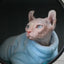 Fashionable Clothes For Cats Sphynx Cat Sweater Kitten Clothing Hound Dog Hoodie Clothes For Sphinx Cat Outfit Pet Jumpsuits