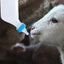 Baby Goat Bottle Lamb Bottle Animal feeding supplies Hangable Milk Feeder Veterinary hanging milk bottle with Clear Scale