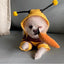 1PCS Dog Clothes For Autumn And Winter Schnauzer Teddy Small Puppy Cat Pet Hoodie Bee Transformation Suit