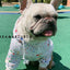 Dog Hoodie Dog Costume Pet Clothes Dog Clothes for Small Dogs Spring and Autumn Parent-child Wear Keep Warm Embroidery