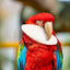 Natural Cuddle Bone Parrot Chew Toys Chewing Cuttlefish Bone Bird Cuttlebone Environmental Protective Toy