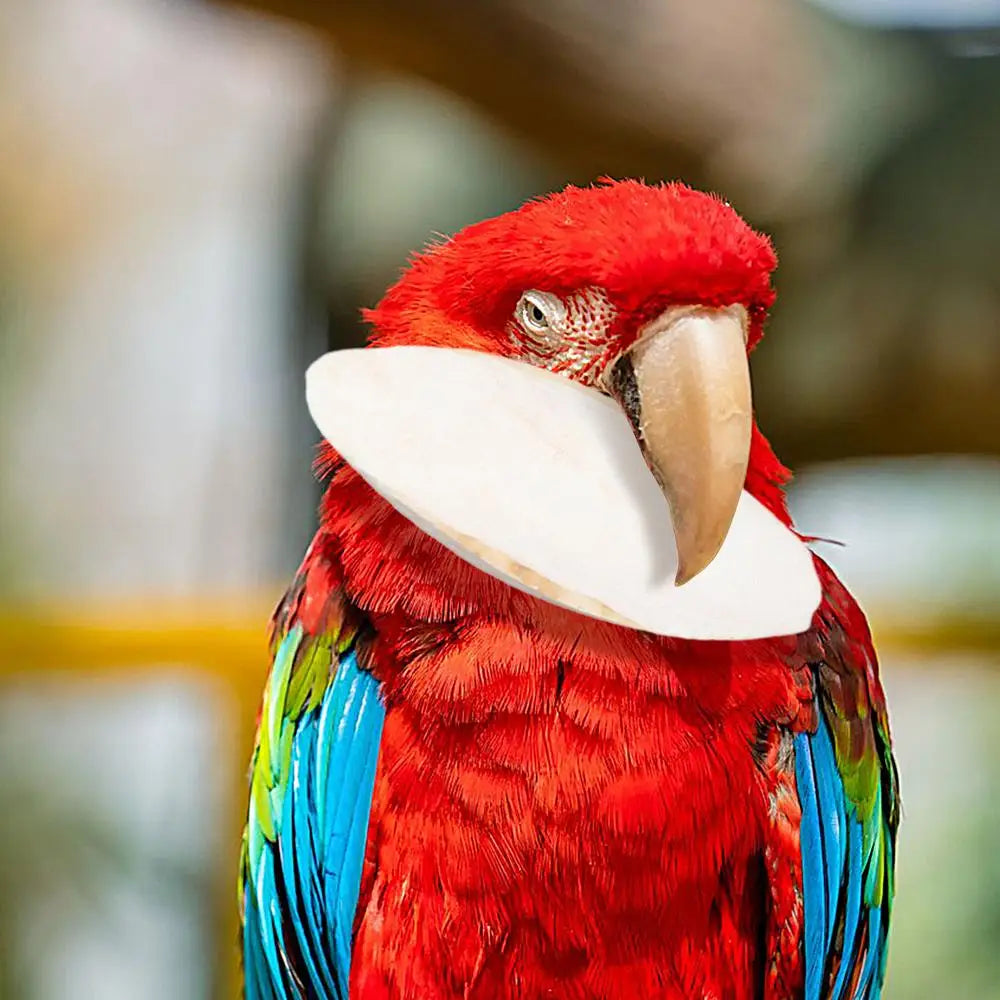 Natural Cuddle Bone Parrot Chew Toys Chewing Cuttlefish Bone Bird Cuttlebone Environmental Protective Toy