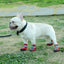 4pcs Waterproof Dog Shoes Anti-slip Rain Boots Footwear Protector Breathable Reflective Booties for Small Dogs Pet Puppy Socks