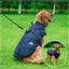 Pet Dog Jacket With Harness Winter Warm Dog Clothes For Labrador Waterproof Small Dog Coat Chihuahua French Bulldog Outfits