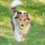 12 PCS Tennis Launcher Elastic Ball for Small and Medium Size Dogs Playing Fetch Latex Ball 2inch Dog Toy Portable Tennis Throw