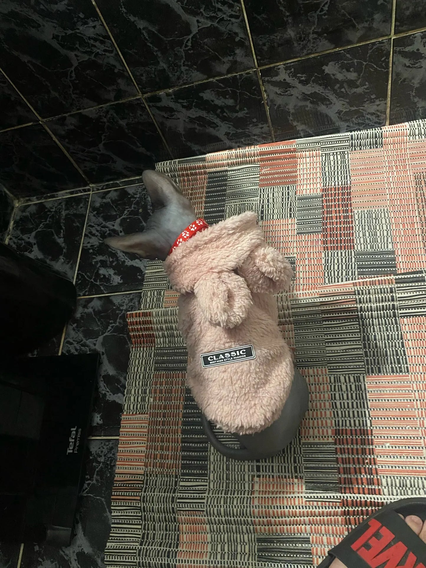 Clothes For Cat Sphinx Jacket Cat Clothes Egyptian Kitten Clothing Dog Hoodie Yorkshire Sweater Puppy Pet Chihuahua Hairless Xs