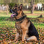 Durable Military Tactical Dog Collar Bungee Leash Nylon Walking Training Pet Collar for Medium Large Dogs German Shepherd