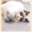 Pet automatic cat teasing ball cat toy for self fun and relaxation, rolling ball pet gravity cat toy
