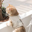 Luxury Dog Harness and Leash Set Canvas Reflective Adjustable Dog Harness Vest Dog Walking Accessories Kitten Puppy Harnesses