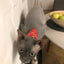 Small Dog Cat Bandana Collar Adjustable Puppy Dog Kitten Neckerchief PU Collar with Printed Triangular Scarf Pet Collar for Cat
